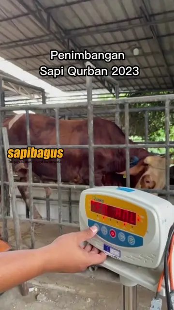 Penimbangan-Sapi-Qurban-2023